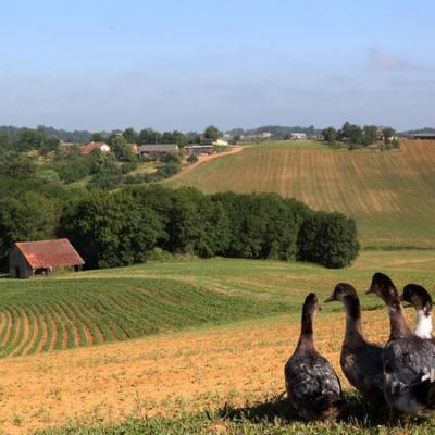 Balade en Chalosse